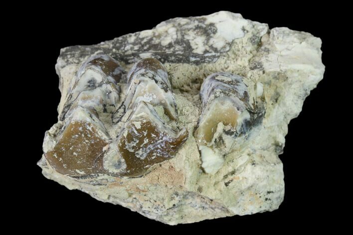 Oreodont (Merycoidodon) Jaw Section - South Dakota #136020